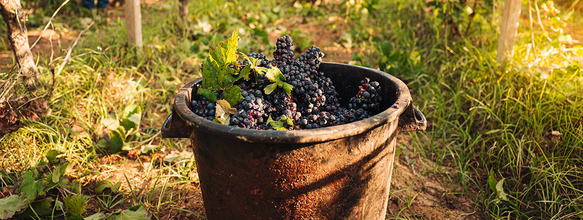 Dettaglio della raccolta di uva nel salento